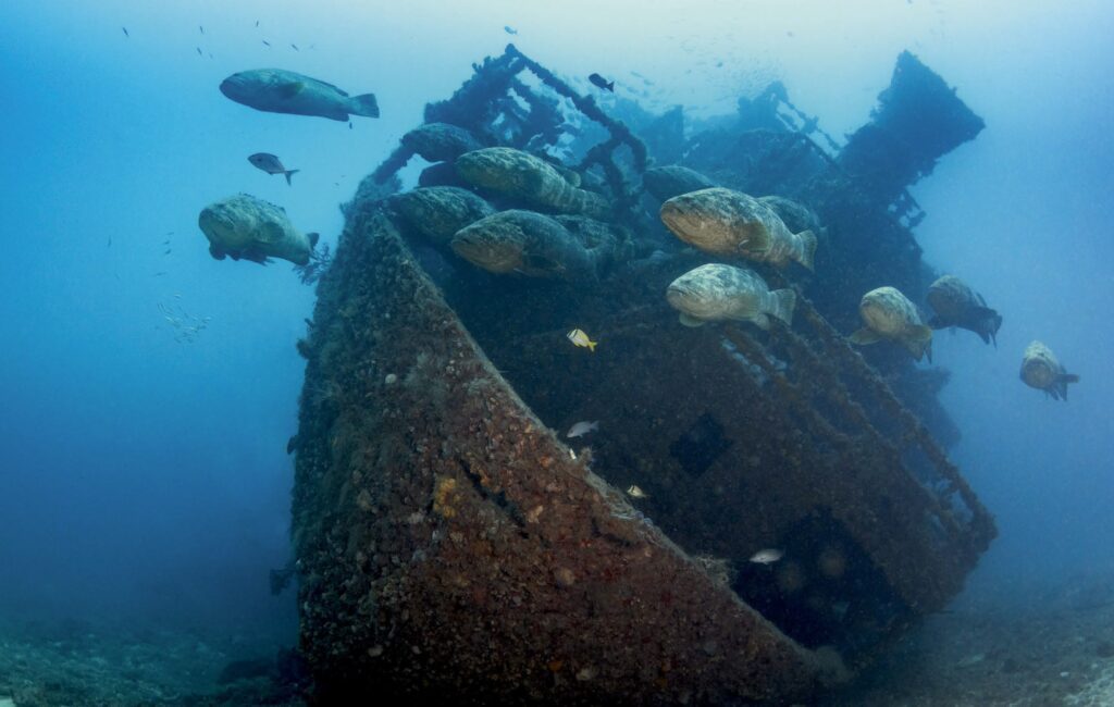 Goliaths on the Castor wreck