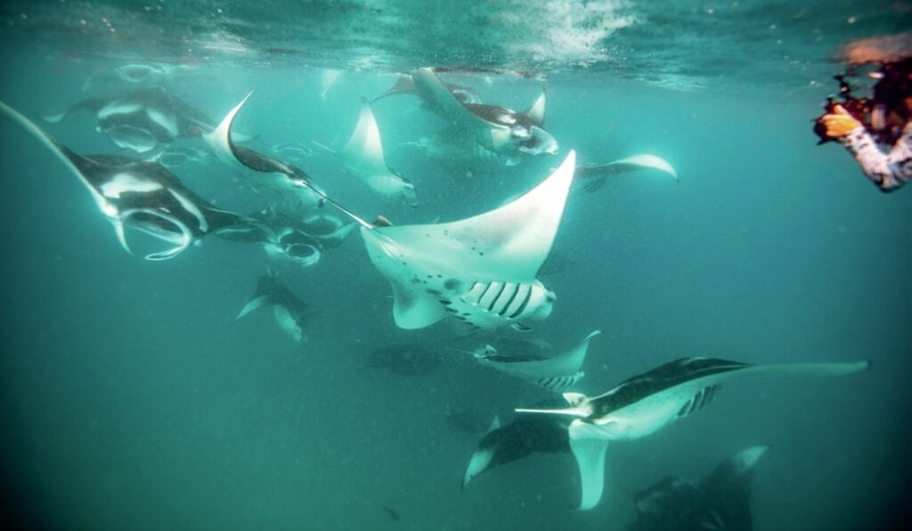 Manta Rays with diver