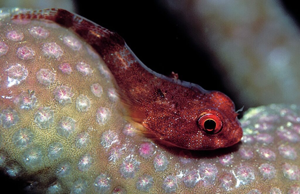 Ruby Clingfish in the Cayman Islands