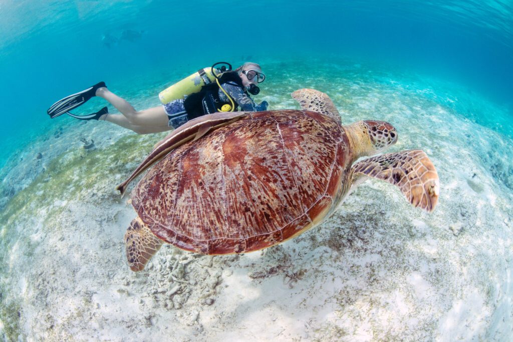 Behind the scenes: The Olive Ridley Project 2 Olive Ridley