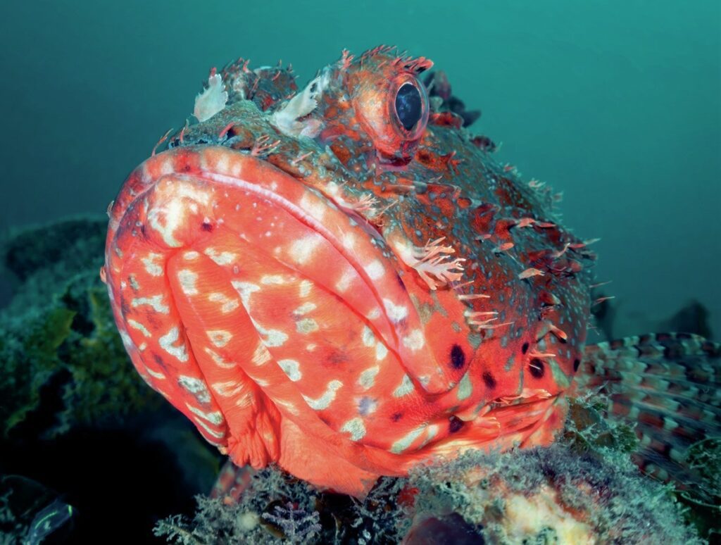 Scorpionfish posing for the camera