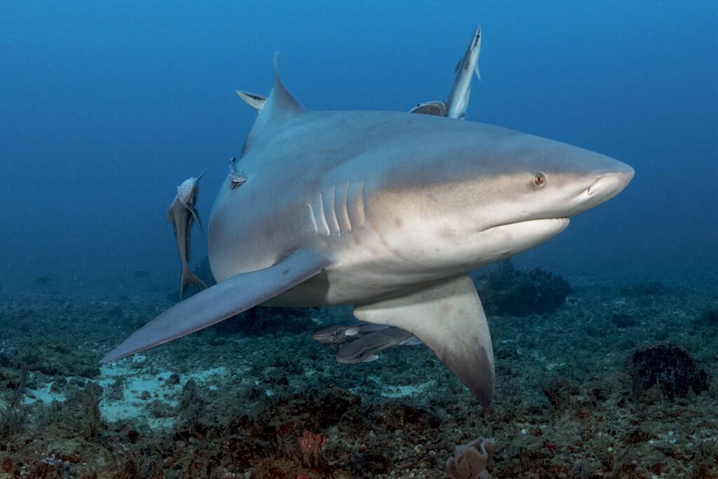 Florida’s Unique Wreck Diving Experience 7 Shark on the Governor's wreck
