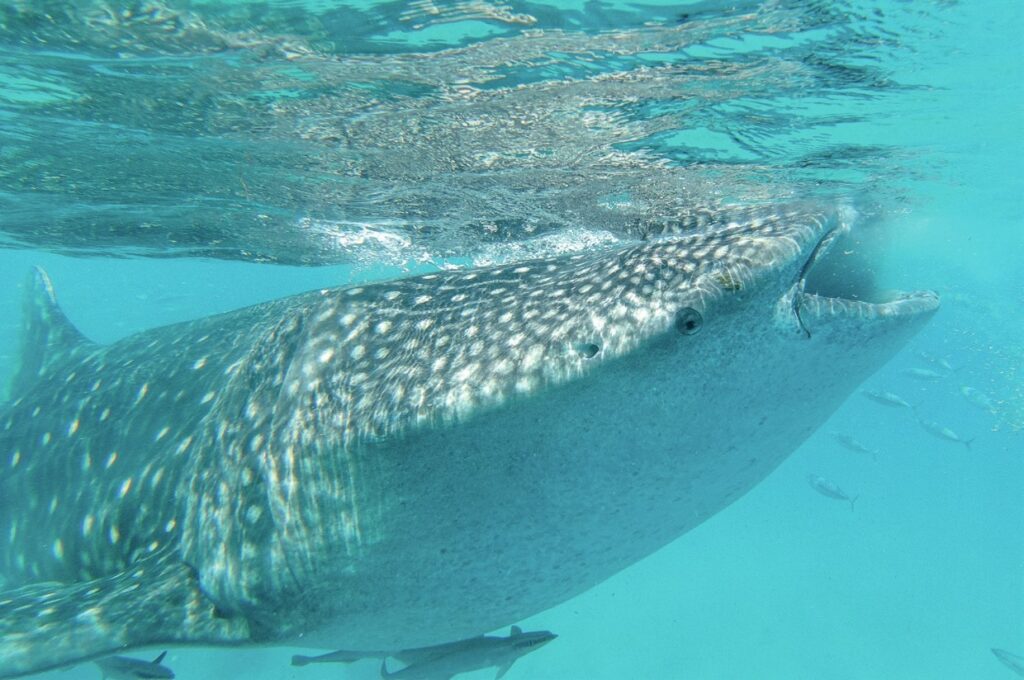 Snorkeling with whalesharks