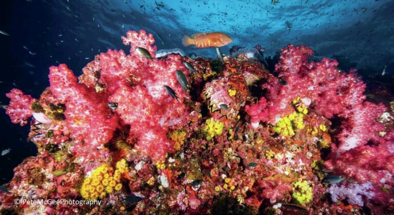 Thailand's stunning Coral