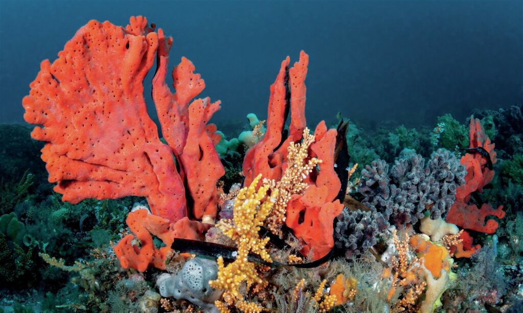 Vibrant orange sponges
