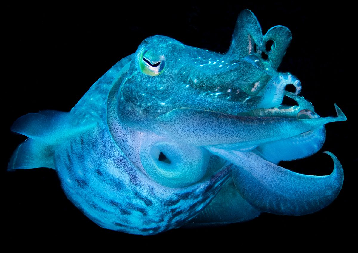 Wonders of the Underwater World Photographic Competition
