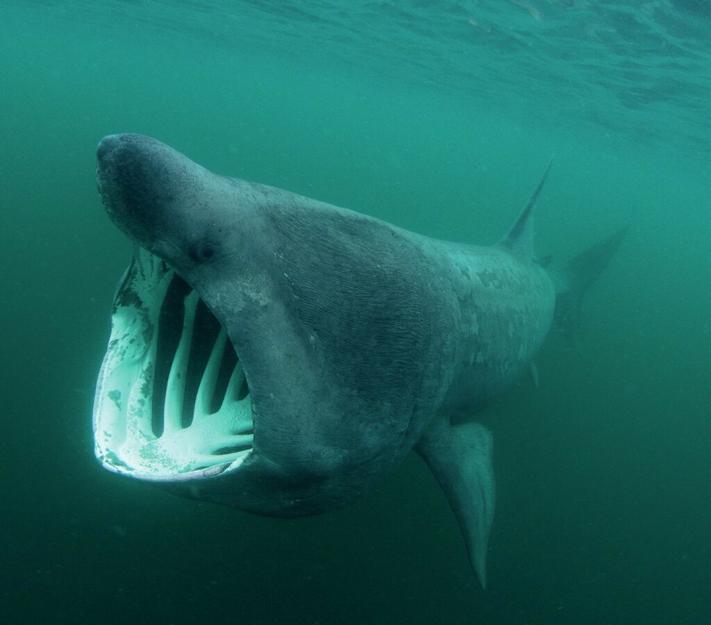 Everything you Need to Know about Photographing Large Marine Creatures 2 Basking Shark
