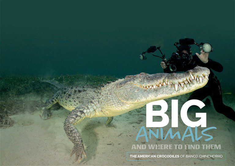 Big Animals and Where to find them