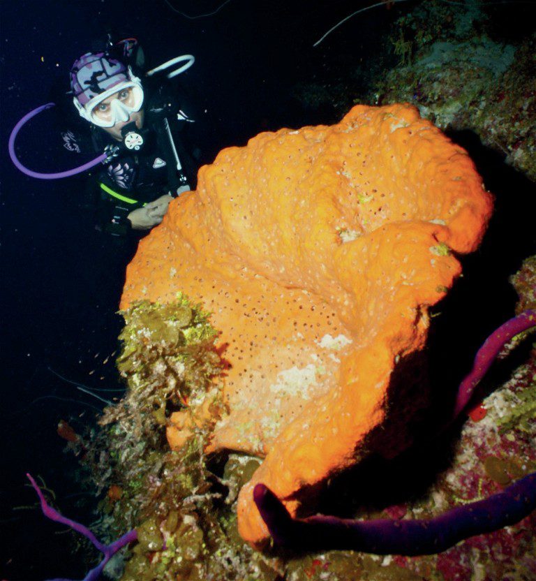 Diver Swimming near huge orange sponge