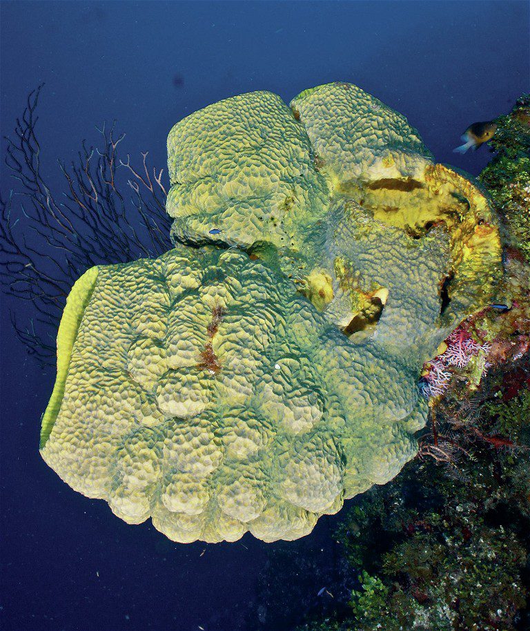 A Diver's Warning: The Potential Risks of Marine Sponge Contact 1 Giant Sponge