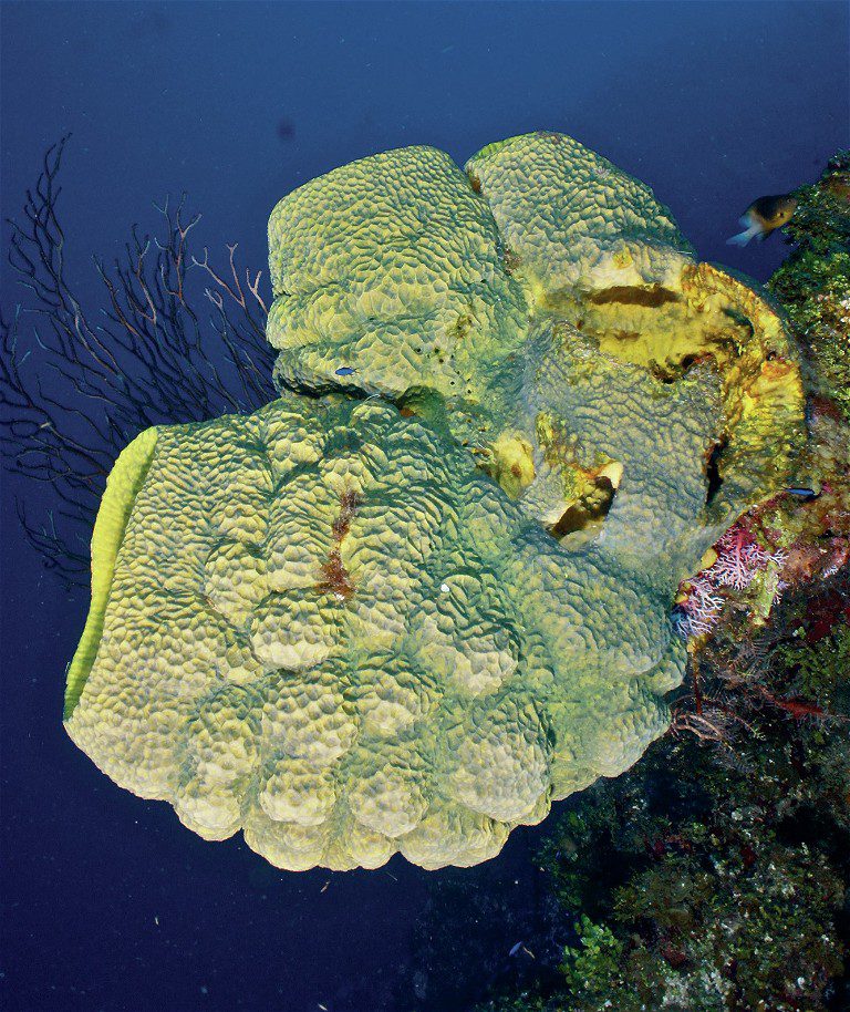 Giant Sponge