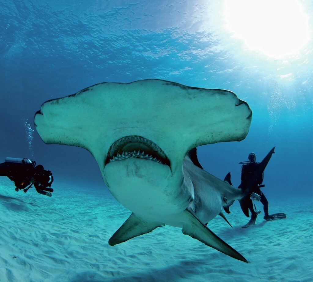 Great Hammerhead