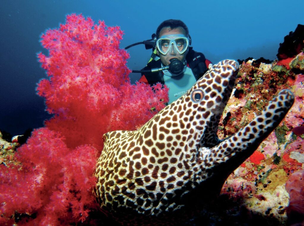 Interview with Underwater Photographer Daniel Brinckmann 7 Honeycomb moray eel