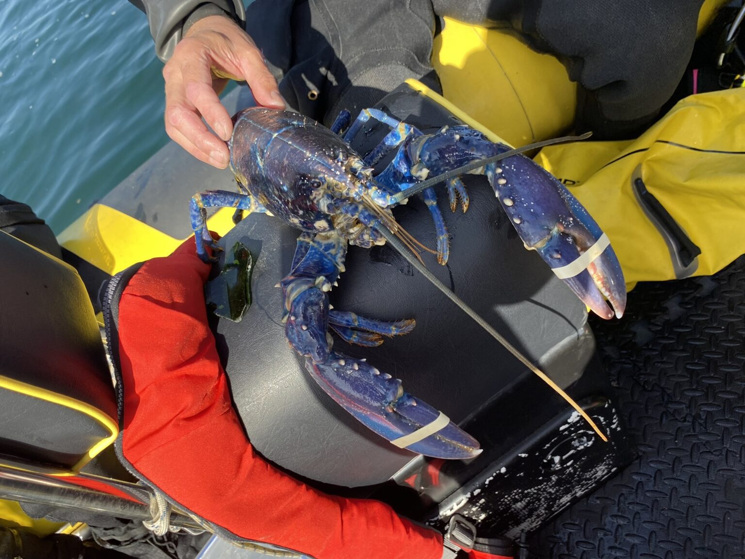 blue lobster