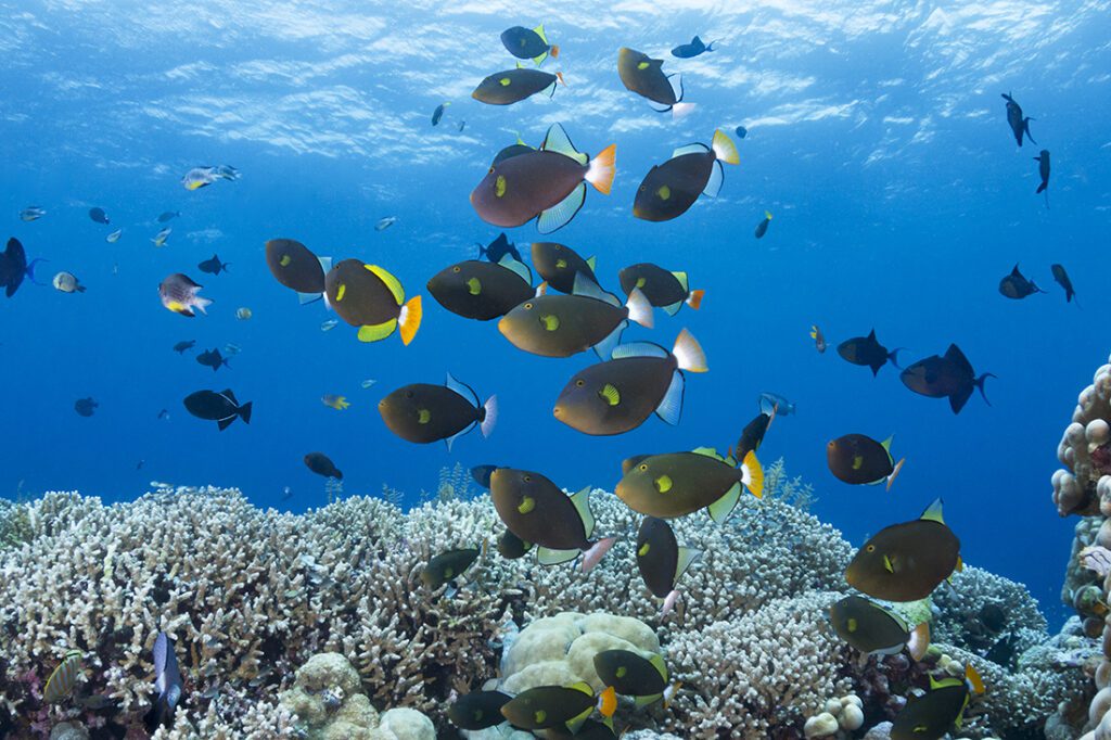 A school of triggerfish pass by, their pectoral and dorsal fins undulating with a flapping motion more akin to flight than swimming. 