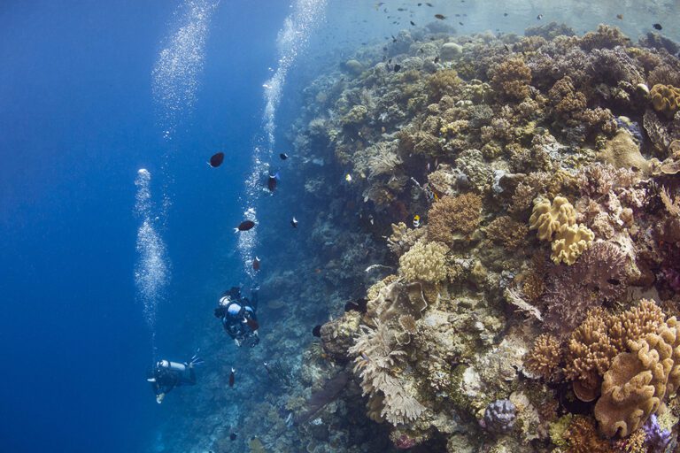If you’re into wall diving, you’ll be in wall-to-wall paradise at Wakatobi