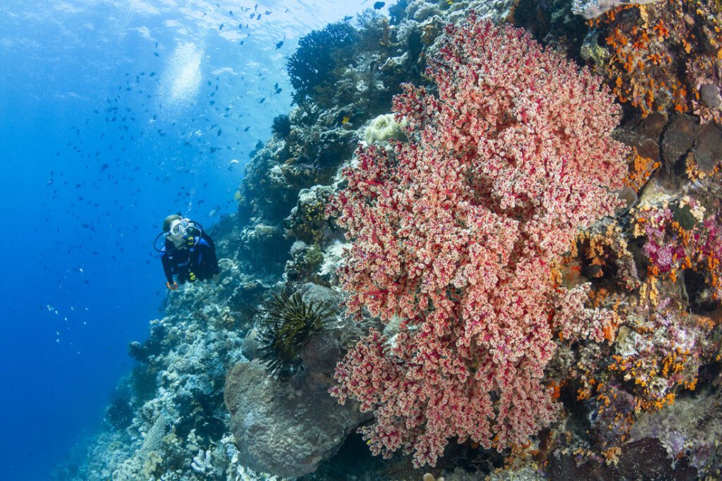 By taking advantage of the multi-level profiles made possible by the underwater topography that is so indicative to Wakatobi its easy to do a 70-minute dive without going into staged decompression.