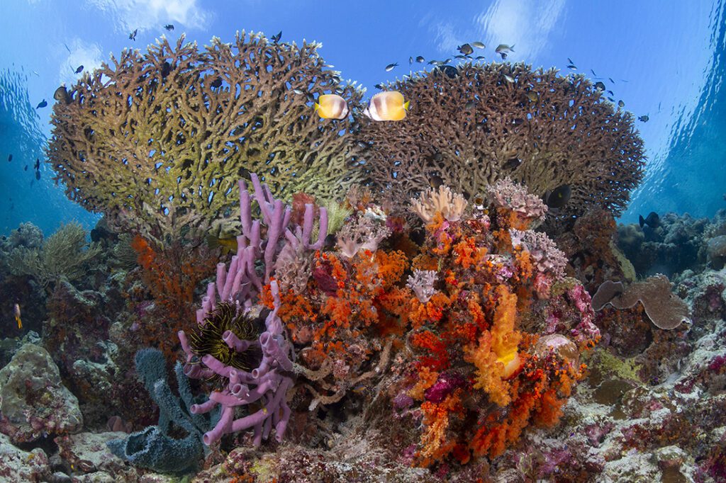 Beautiful bouquet of hard and soft corals on the edge of a drop-off at Wakatobi’s House Reef.