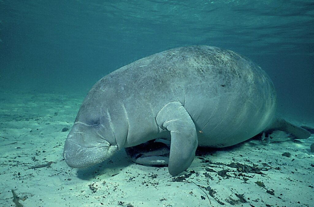 Manatees and dugongs are diver favourites