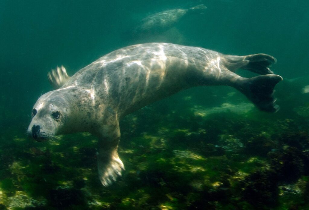 Playful seals will pose for the camera.