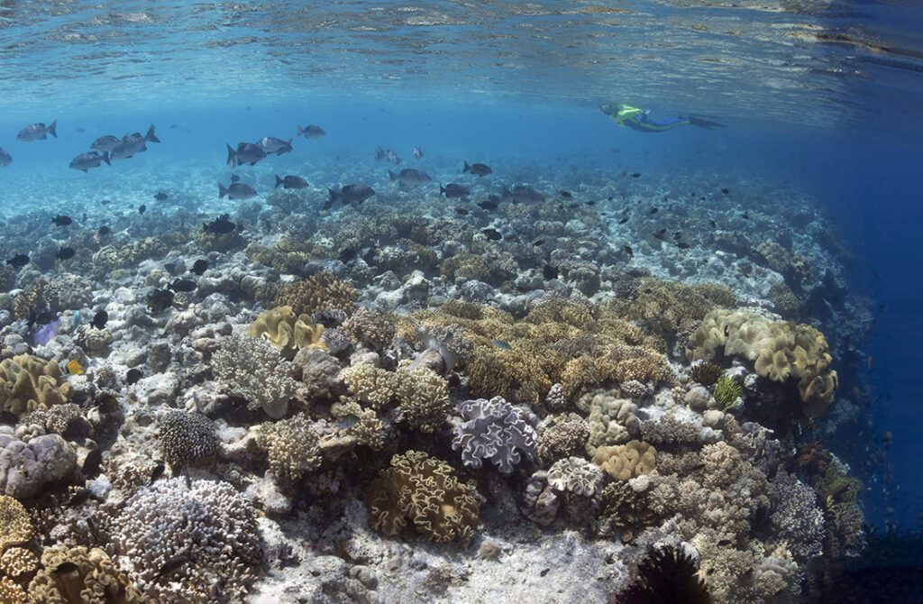 At many dive sites within Wakatobi's private marine preserve, reef formations start within a few feet of the surface and drop into the depths rapidly along steep slopes or walls.