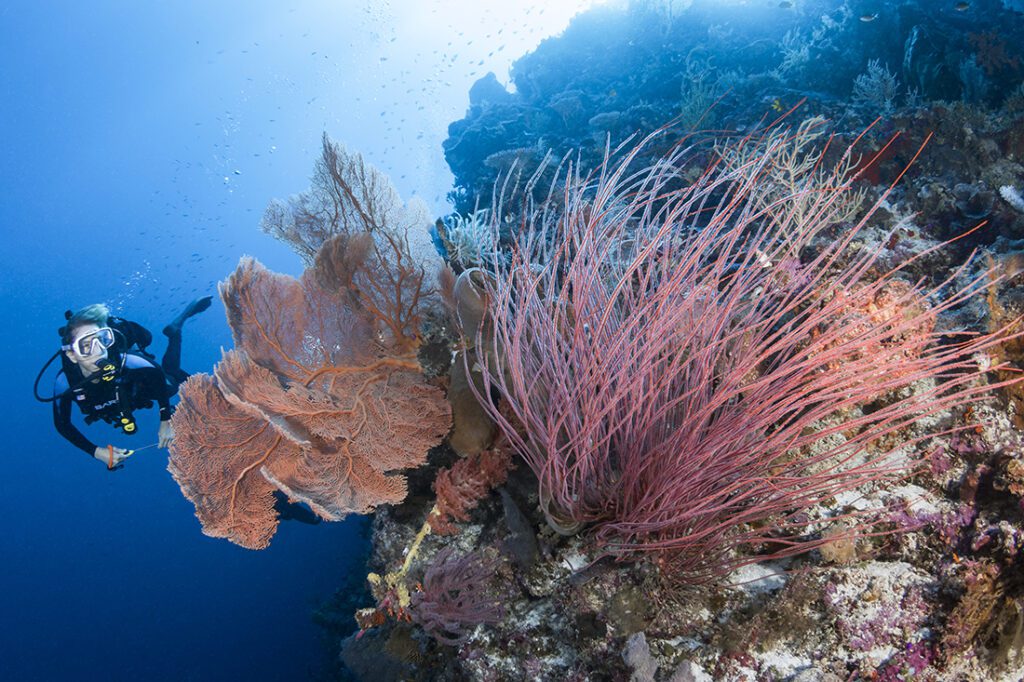 Photo Diver with red sea fan and whip corals. Located on the western side of Sawa Reef system Pinki’s Wall features huge barrel sponges and large gorgonian sea fans growing on the ledges, all harboring a variety of creatures.