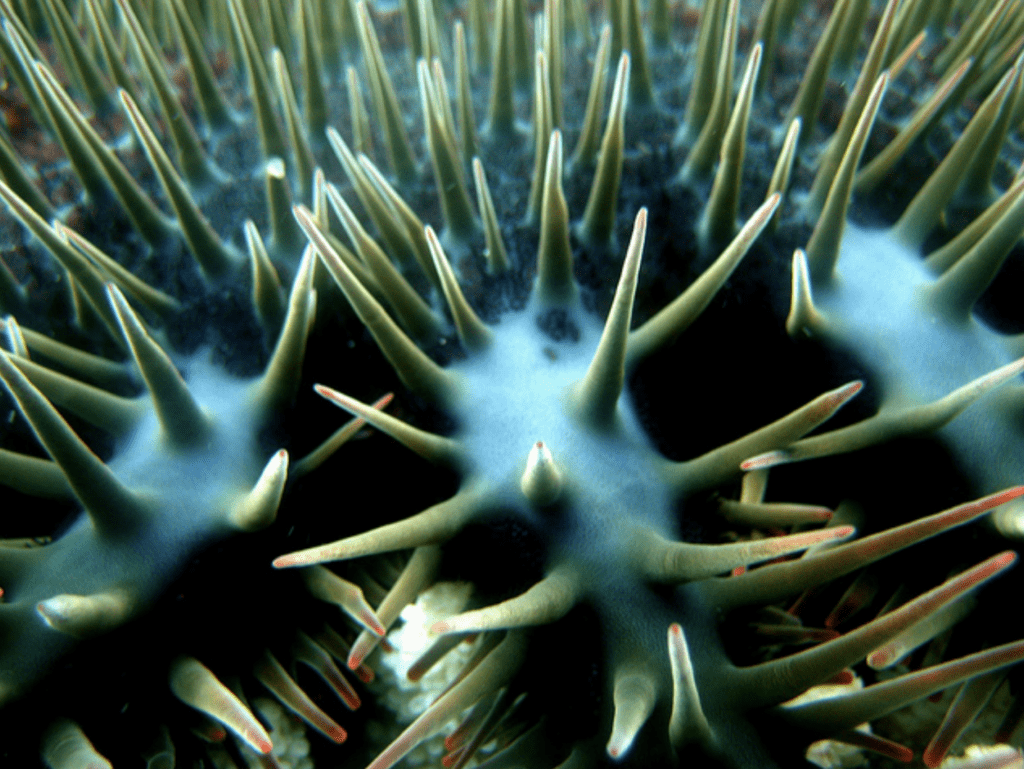 Crown of Thorns Starfish 1