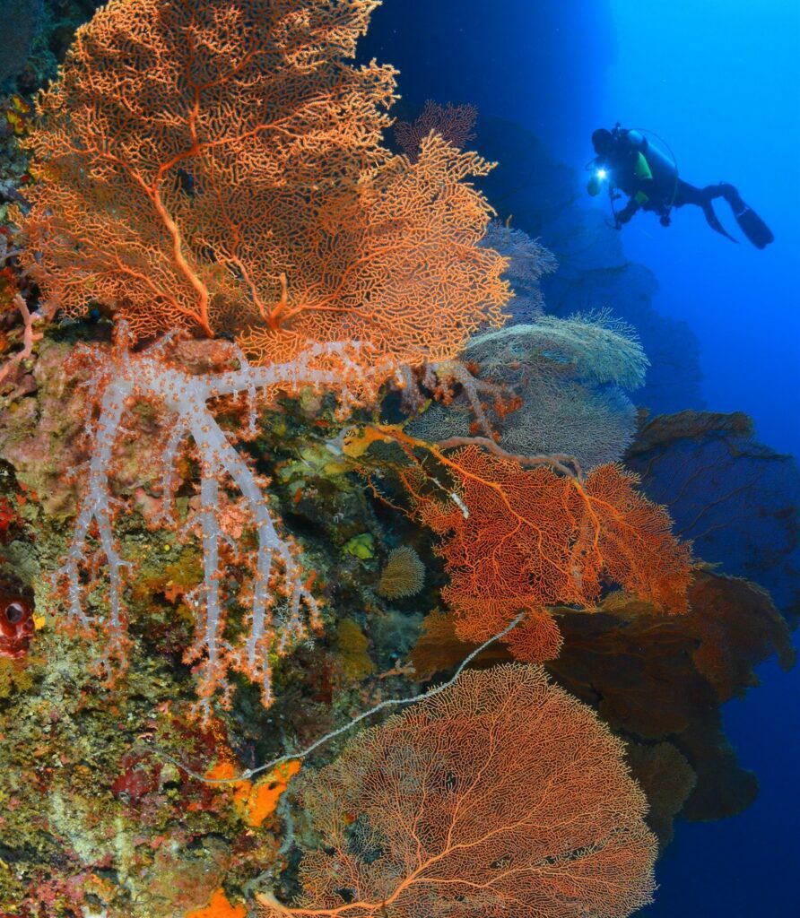 Soft corals and sea fans - a diver favourite.