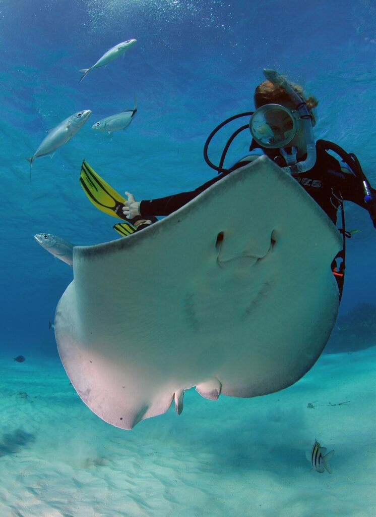 Everything you Need to Know about Photographing Large Marine Creatures 7 Stingray