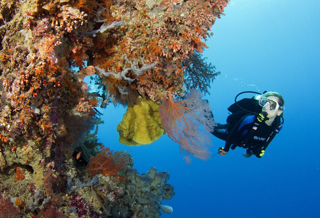 Beyond the reef top on Wakatobi's famous House Reef, a sheer wall face is covered with a colorful array of hard and soft corals, sea fans, sponges and tunicates.  Photo by Walt Stearns