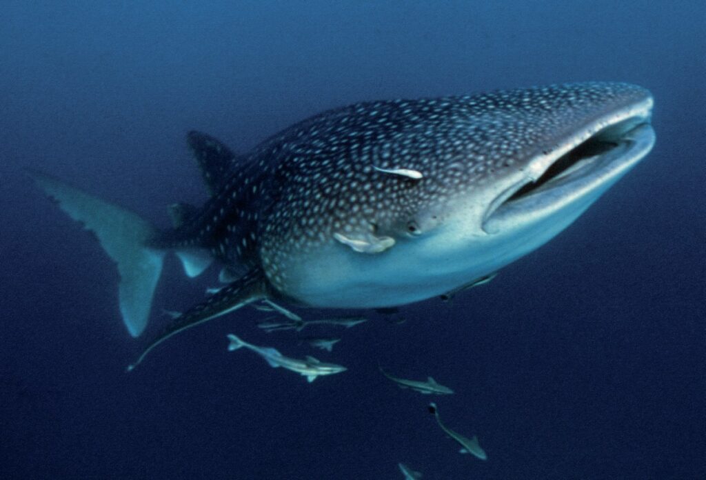 Whaleshark