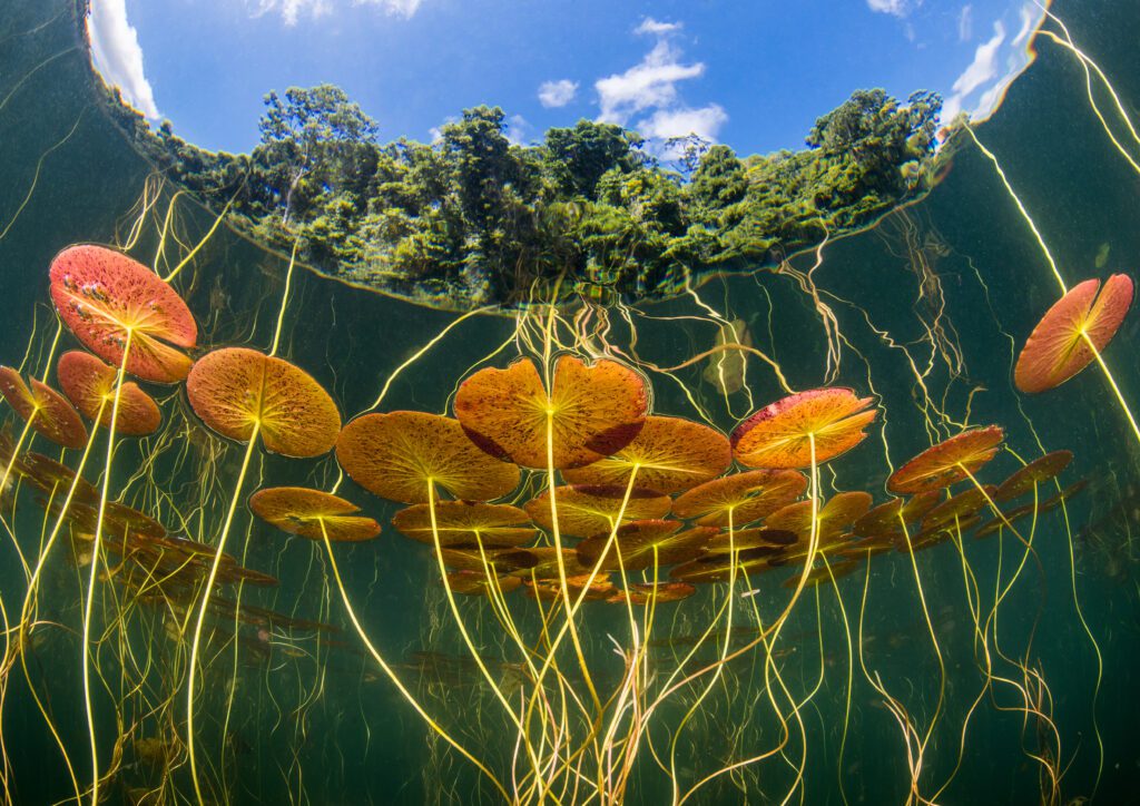 Nautilus Scuba Club Photo Contest Winners 2 Scuba 2
