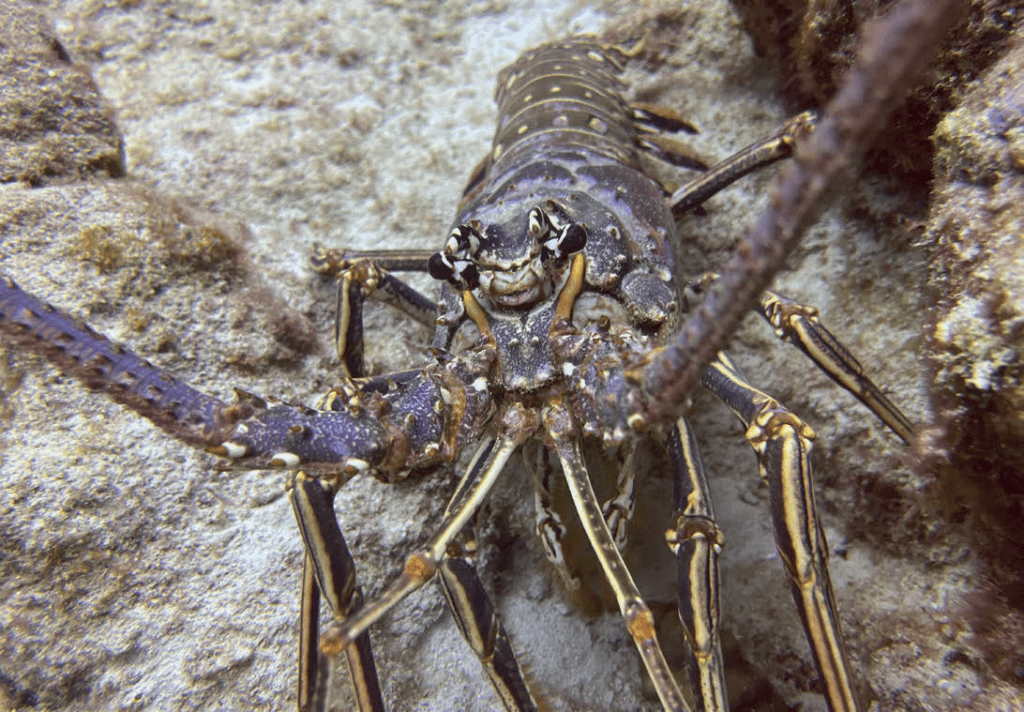 ProShot Dive Case Review: An Affordable Underwater Solution for iPhone Users 2 Picture of a Lobster