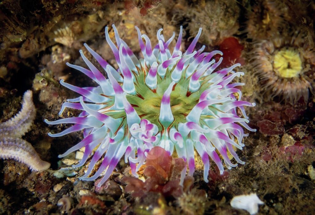 Dahlia anemone 