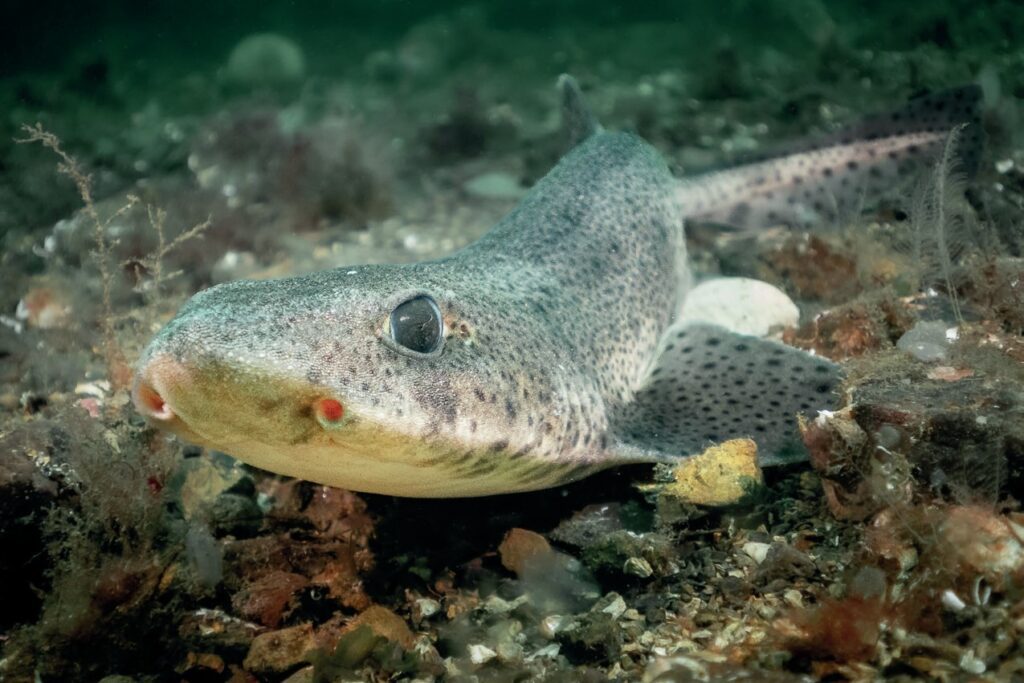 Dogfish