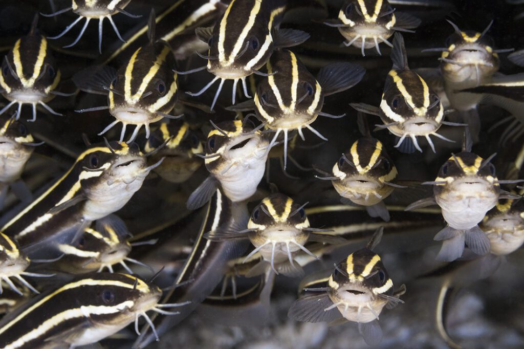 Strange faces in the dark can come in many forms as we can see here with this school of striped catfish.