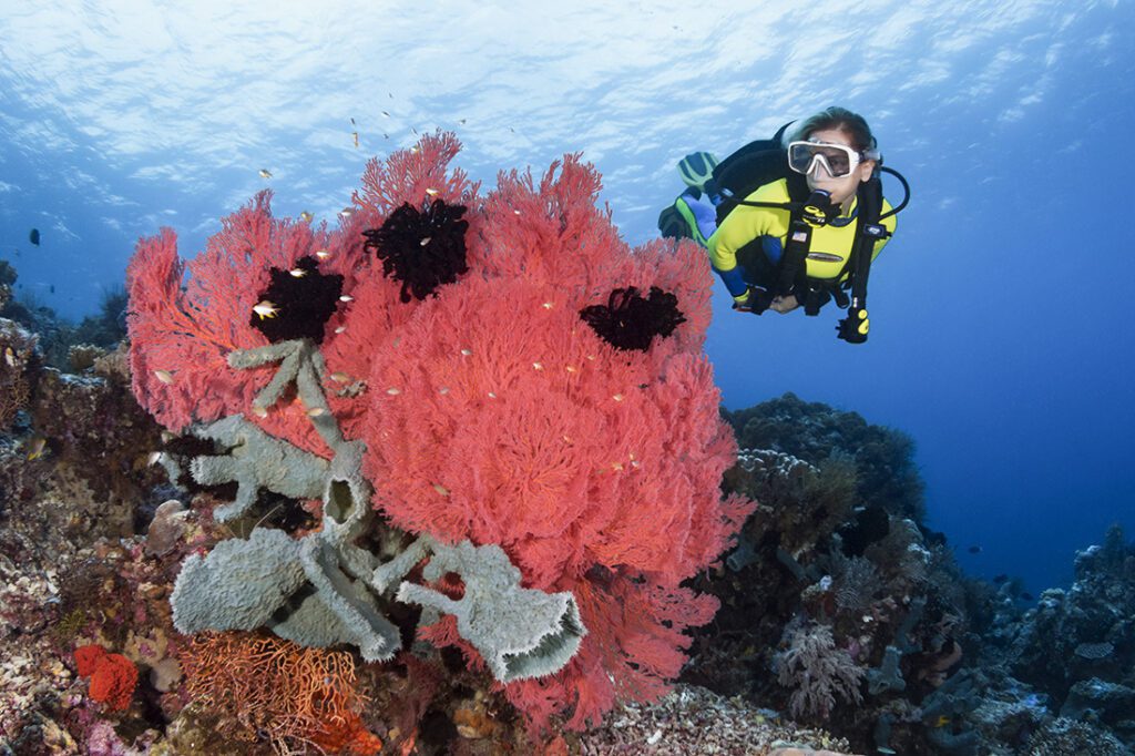 Scuba diver enjoying the beauty of one of Wakatobi's many dive sites Treasure Chest