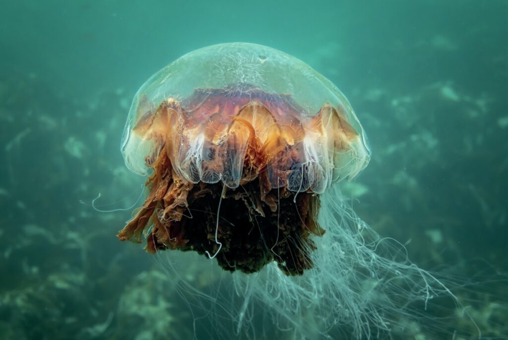 Various Jellyfish can be encountered