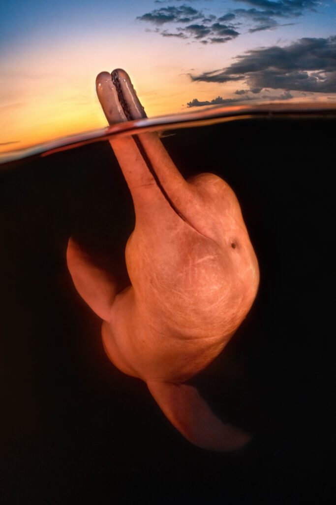 Could you be the Underwater Photographer of the Year 2024? 1 Underwater Photographer of the Year
