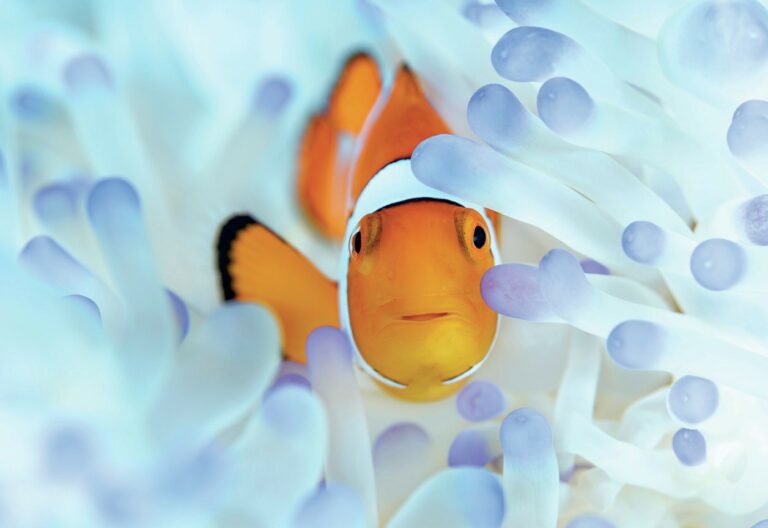 Anemonefish