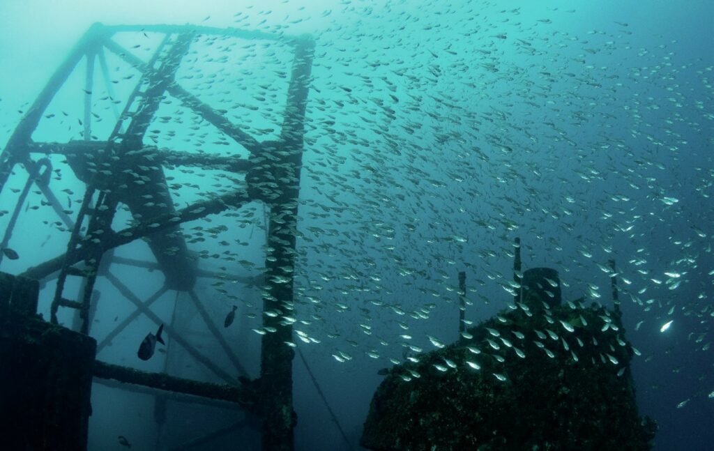 Baitfish shoal around the superstructure