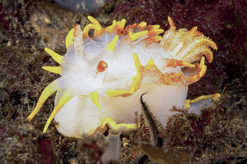 Exploring the Underwater Marvels of Lochcarron: A Diver's Journey in Scotland's Highland Waters 5 lochcarron 5