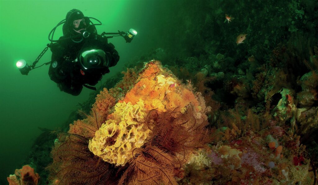 Diver and sponges