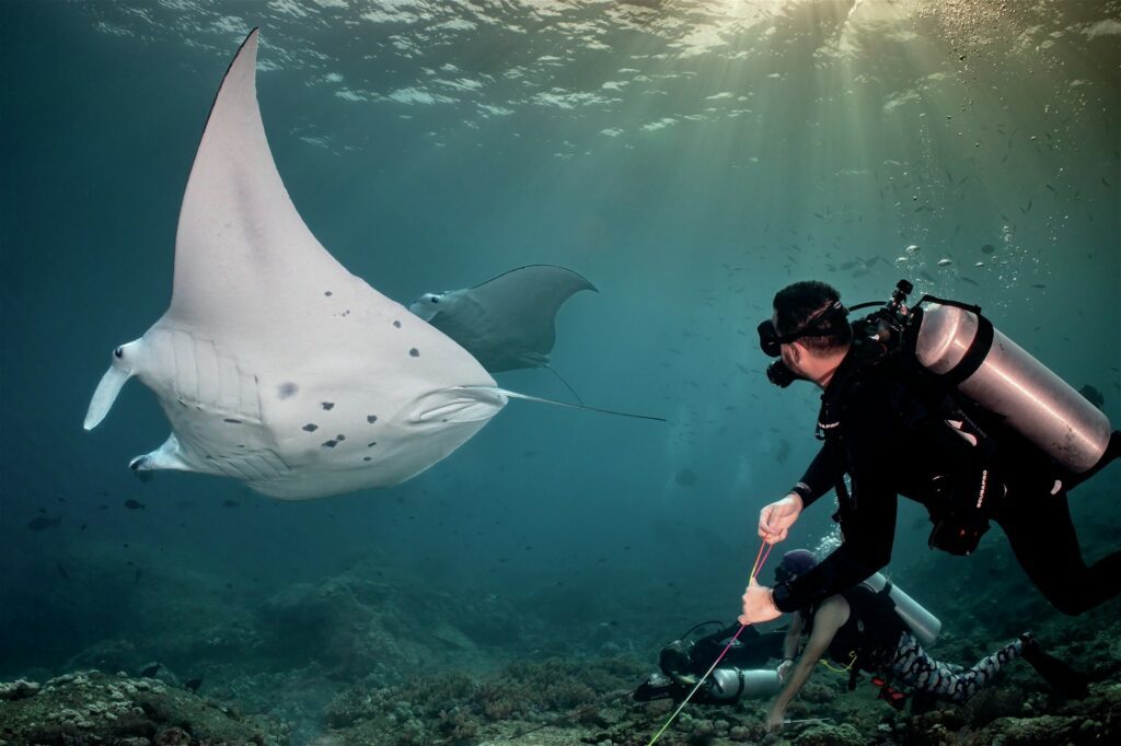 Manta rays effortlessly glide on the current