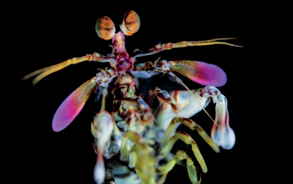 Luxury and Adventure in Indonesia: An Unforgettable Dive Experience in Raja Ampat Aboard Scubaspa Zen 9 Scubaspa Zen 6