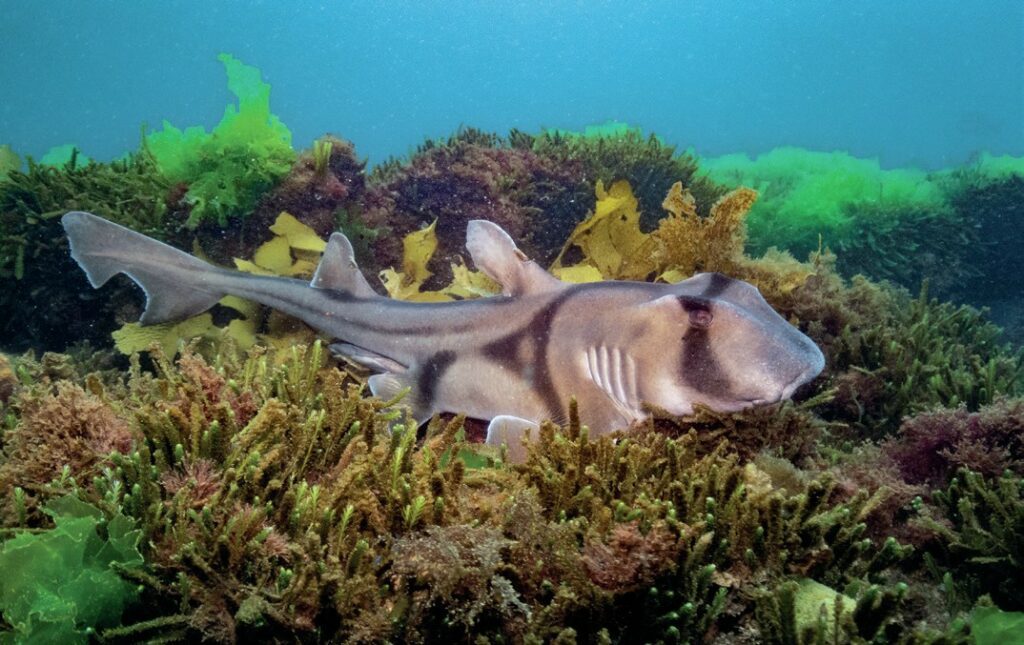 Port Jackson sharks