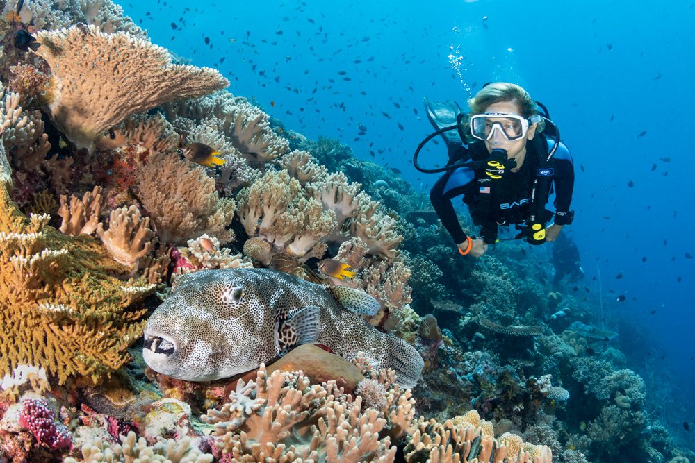 Diver with giant reef puffer fish. 
