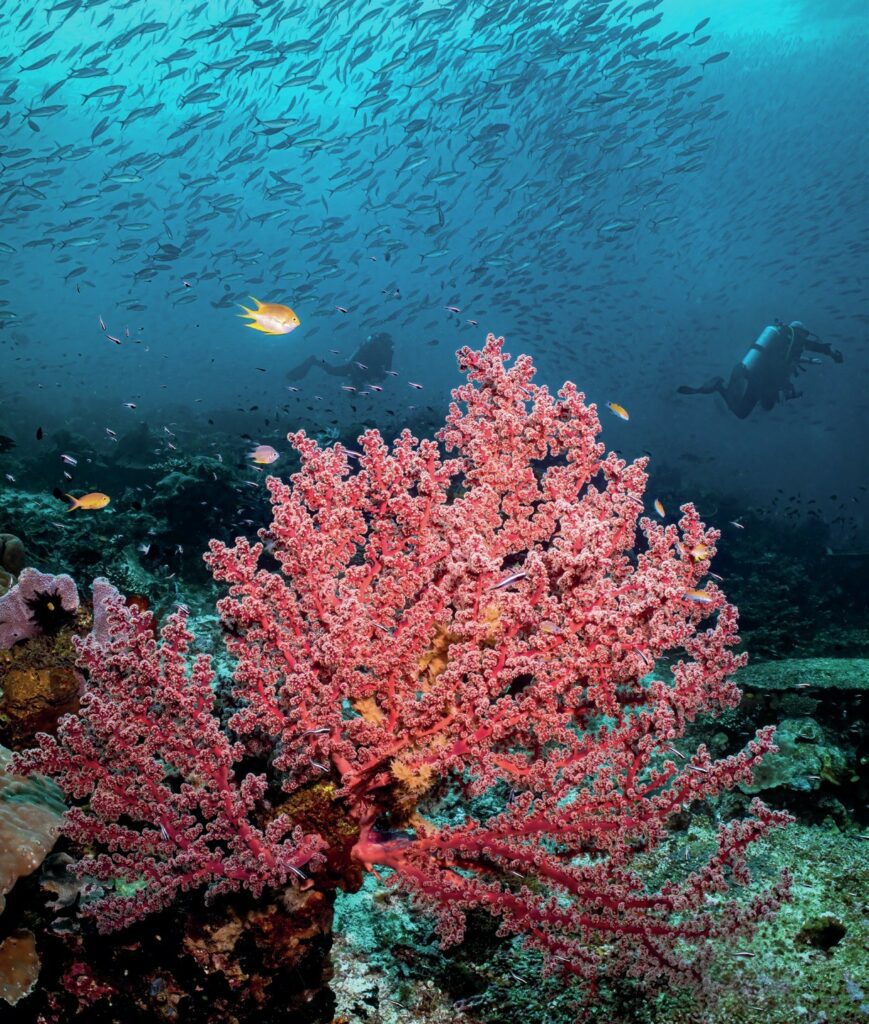 Raja Ampat’s reefs are pristine