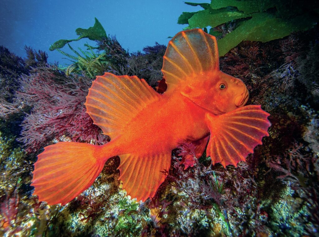 Victoria's Underwater Wonderland: Diving into the Great Southern Reef's Hidden Gem 12 Red velvet fish