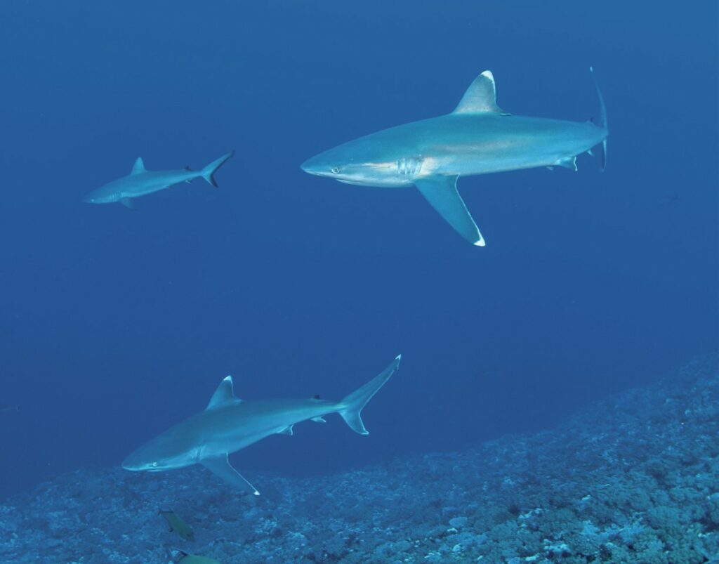 Reef sharks prowl in the blue